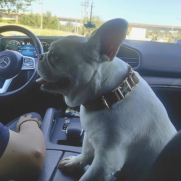 ♥︎ Personally Engraved Premium Velvet Dog Collar ♥︎ - Picture 3 of 8
